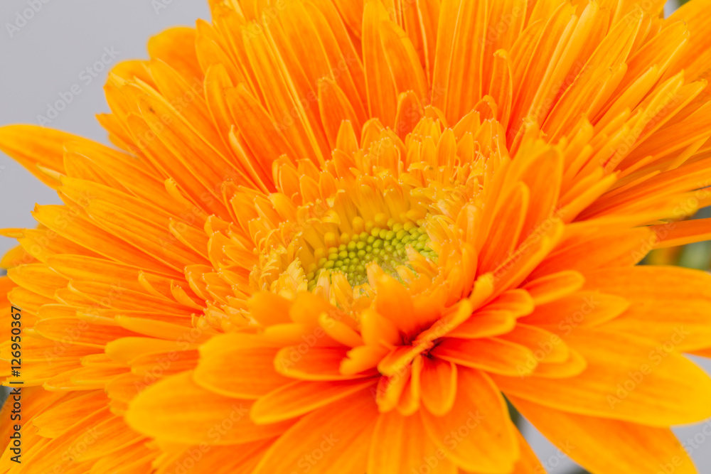 Macro orange Chrysanthemum in nature Macro orange Chrysanthemum in nature