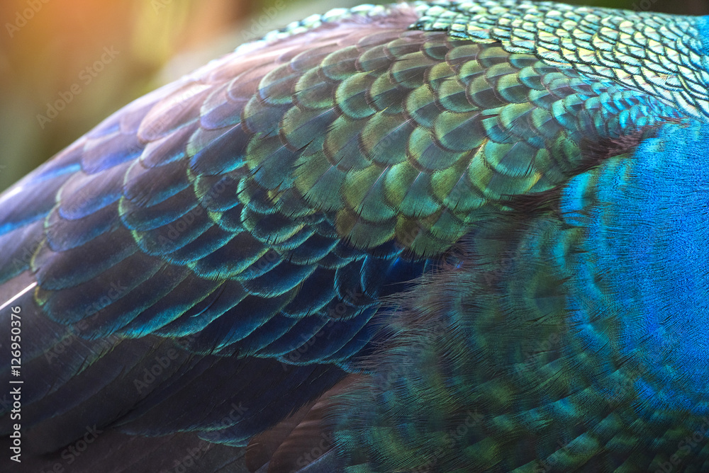 Naklejka premium close-up peacock feathers, wing feather