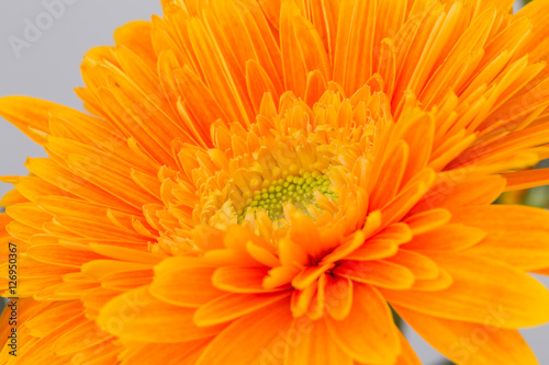 Macro orange Chrysanthemum in nature