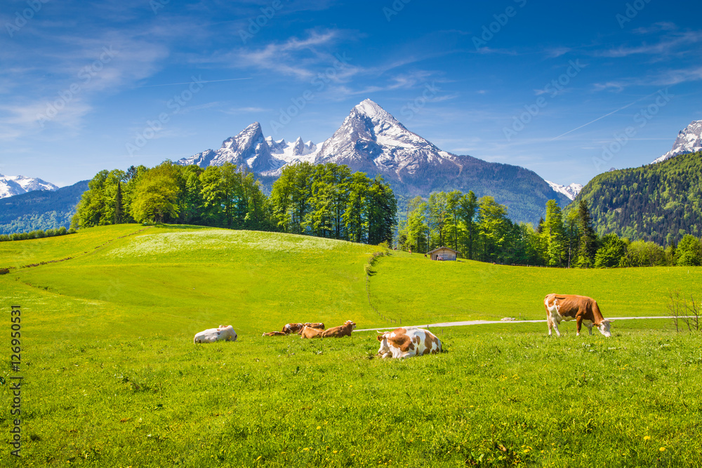 Idyllic alpine scenery with cows grazing on green meadows in spring