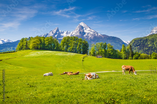 Idyllic alpine scenery with cows grazing on green meadows in spring
