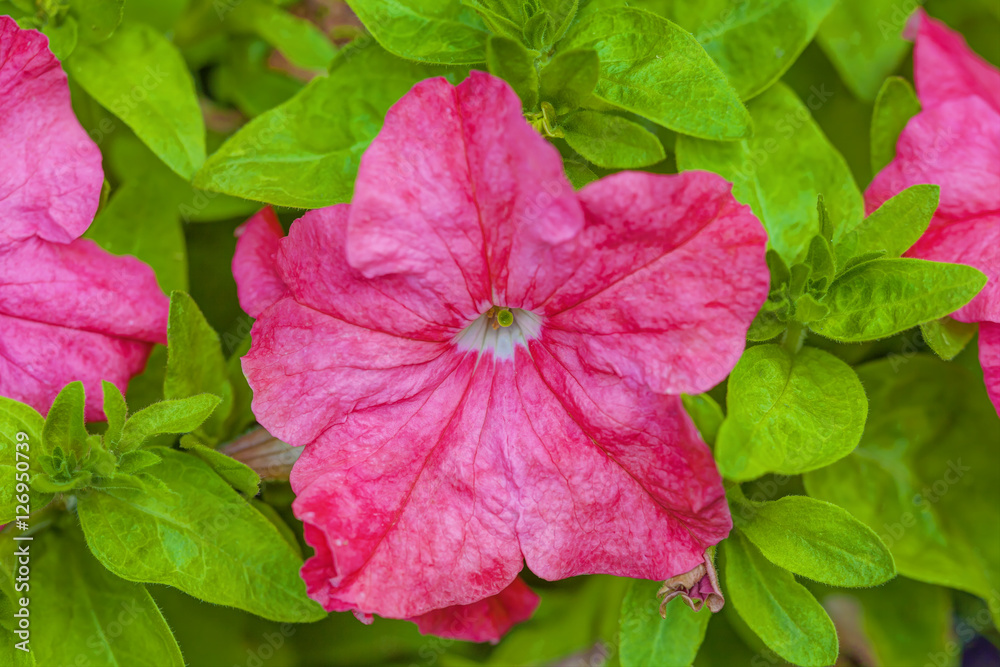 Petunia flowers bloom with green leaves in the garden, HDR Image