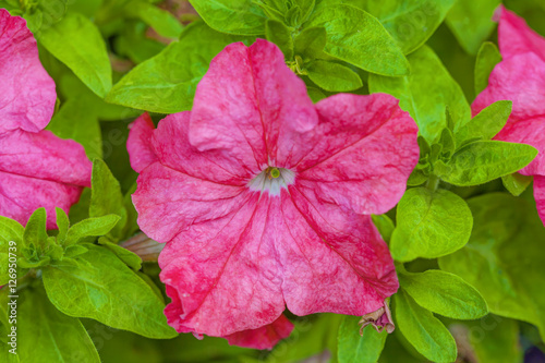 Obraz na płótnie Petunia flowers bloom with green leaves in the garden, HDR Image w salonie