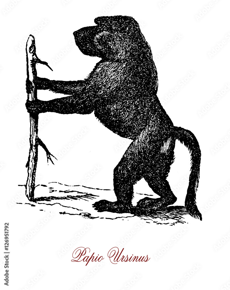 Fototapeta premium Pawian przylądkowy lub pawian czakma, małpa pochodząca z południowej Afryki, żyje w grupie społecznej o hierarchii dominacji