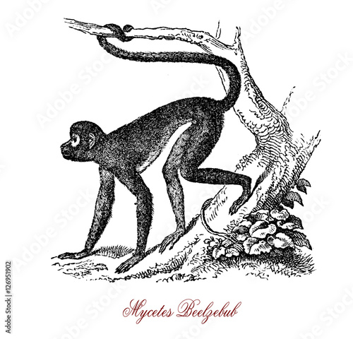 Preacher monkey or Mycetes Beelzebub, vintage engraving