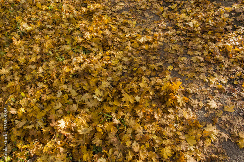 The fallen maple leaves.