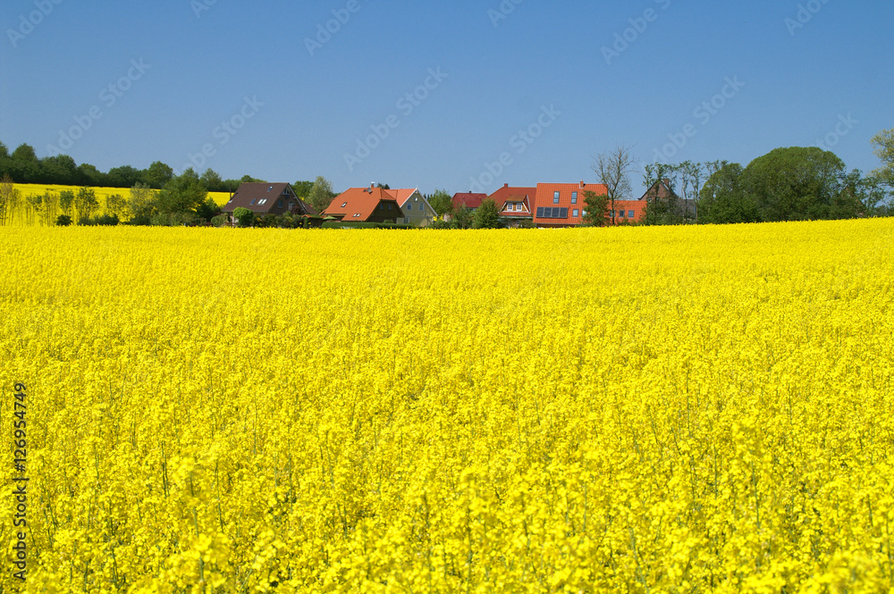 Kleines Dorf im Rapsfeld