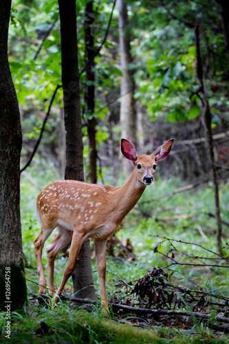White-tailed deer fawn in the forest in Ottawa, Canada © Jim Cumming