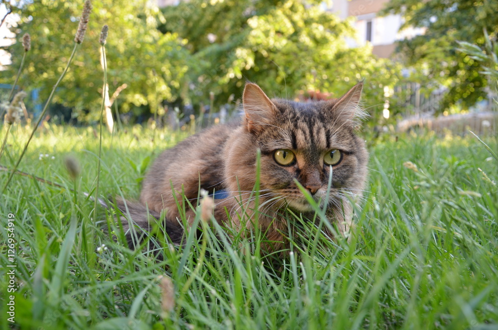 Cat hunting through grass