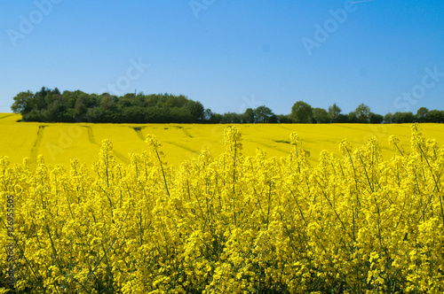 Fototapeta Naklejka Na Ścianę i Meble -  Landschaft in gelb getaucht