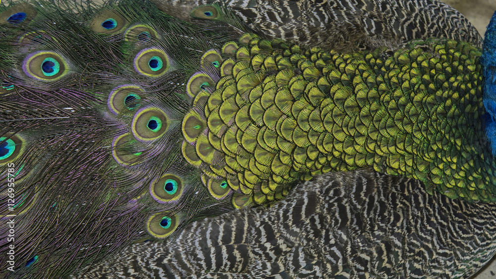Fototapeta premium close-up peacock feathers, wing feather