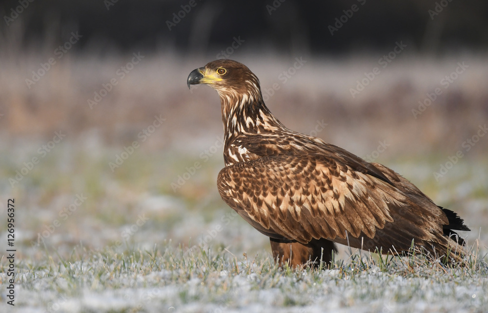 White tailed Eagle (Haliaeetus albicilla) White tailed Eagle (Haliaeetus albicilla)