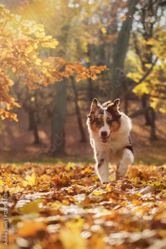 Australian Shepherd puppy in the autumn forest