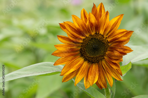 Sunflower photo
