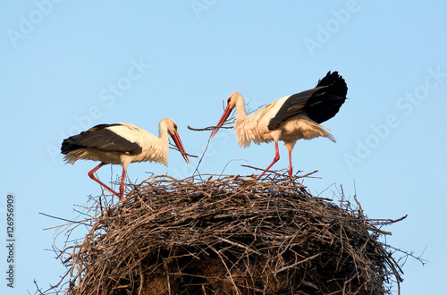 A pair of white storks build nest for future chicks photo