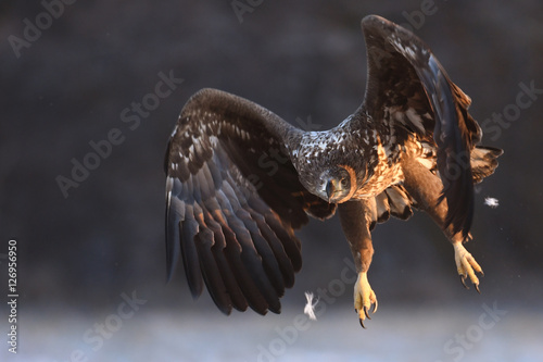 White tailed Eagle (Haliaeetus albicilla)