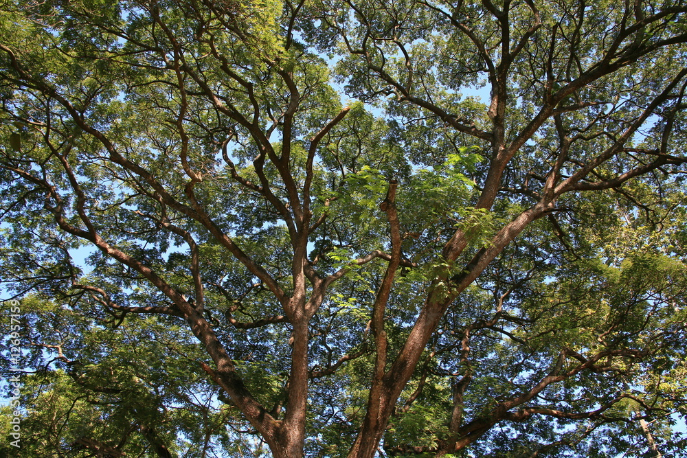 Large tree in the forest