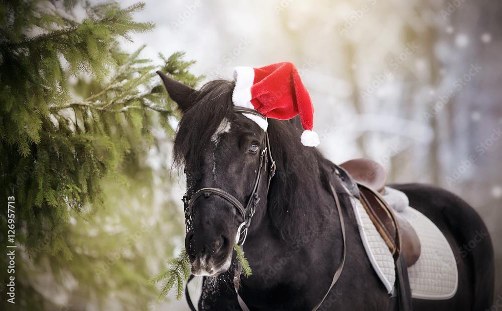 Naklejka premium Black sports horse horse in a red Santa Claus hat