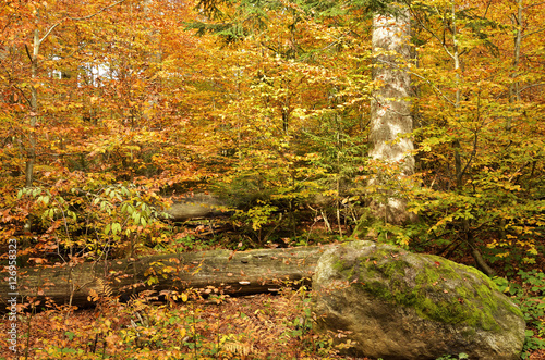 Herbst im Nationalpark Bayerischer Wald