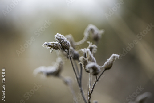 Close-Up einer mit Reif überzogenen Pflanze an einem Wintermorgen
