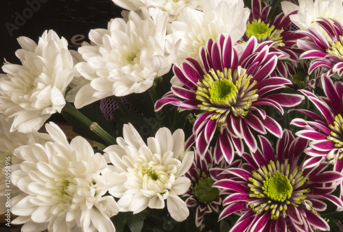 Bouquet colour from chrysanthemums
