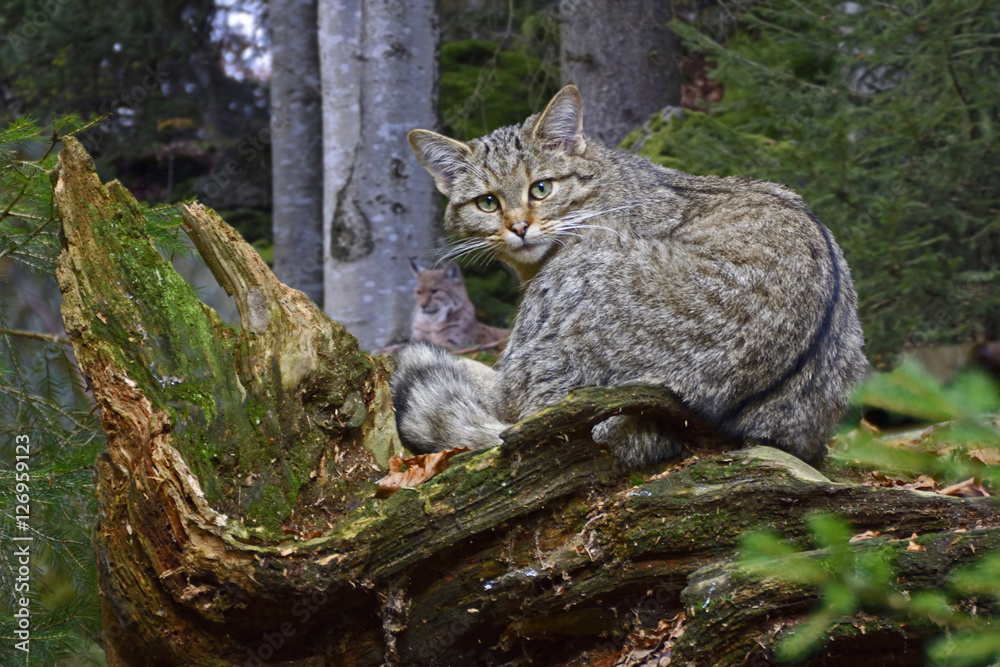 Fototapeta premium Wildkatze und Luchs, Nationalpark Bayerischer Wald, Felis Silves