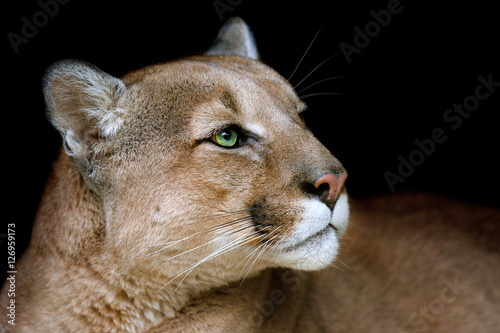 Puma portrait with beautiful eyes on black background
