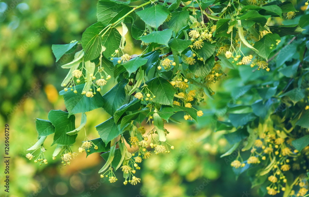 Obraz premium Bloom of the small-leaved lime (Tilia cordata) in the Kyiv city