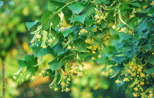 Bloom of the small-leaved lime (Tilia cordata) in the Kyiv city