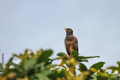 Common Myna bird perching on the tree photo