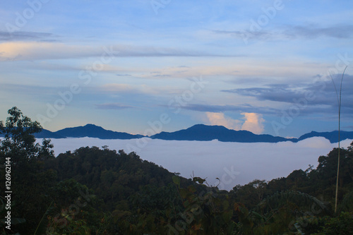 sea of fog with forests as foreground