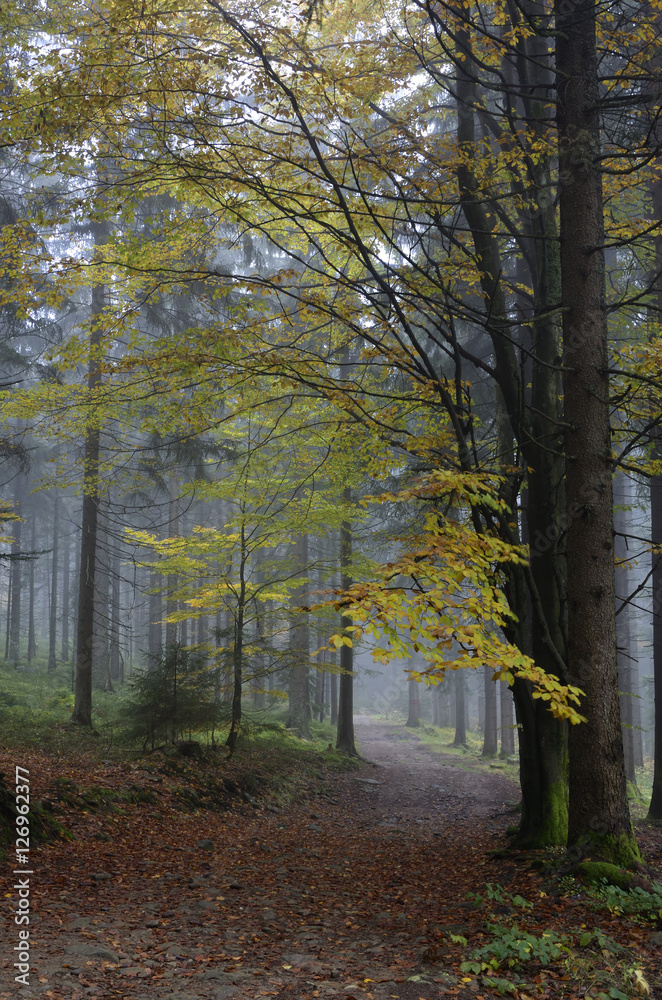 Obraz premium Herbst im Bayerischen Wald