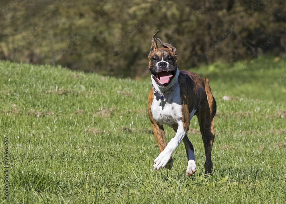 Puppy Boxer Dog running through a grassy field. Puppy Boxer Dog running through a grassy field.