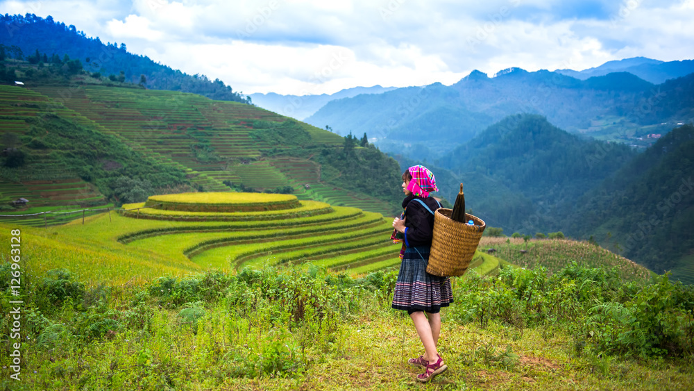 Rice fields on terraced of Mu Cang Chai, YenBai, Rice fields prepare the harvest at Northwest Vietnam