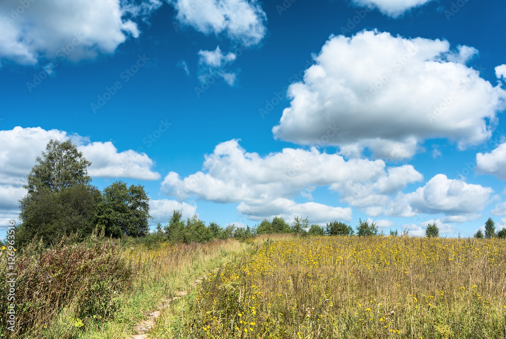 Meadow with yellow wildflowers landscape