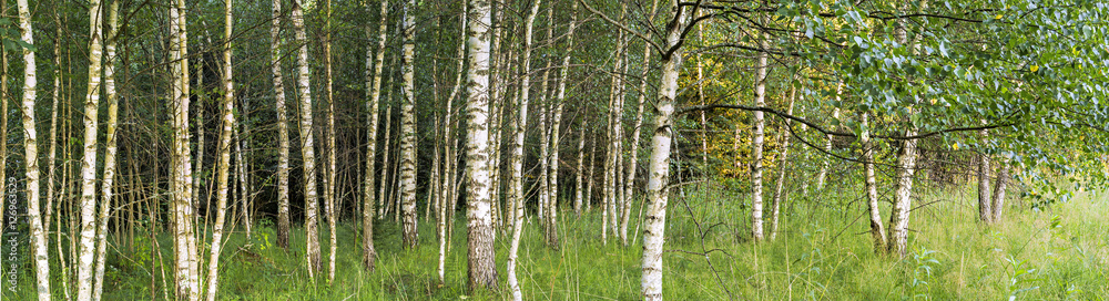 Fototapeta premium Birch grove panoramic landscape