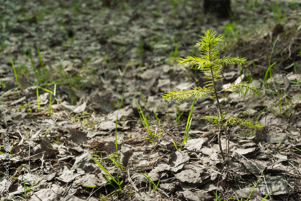 Young fir tree in spring forest Young fir tree in spring forest
