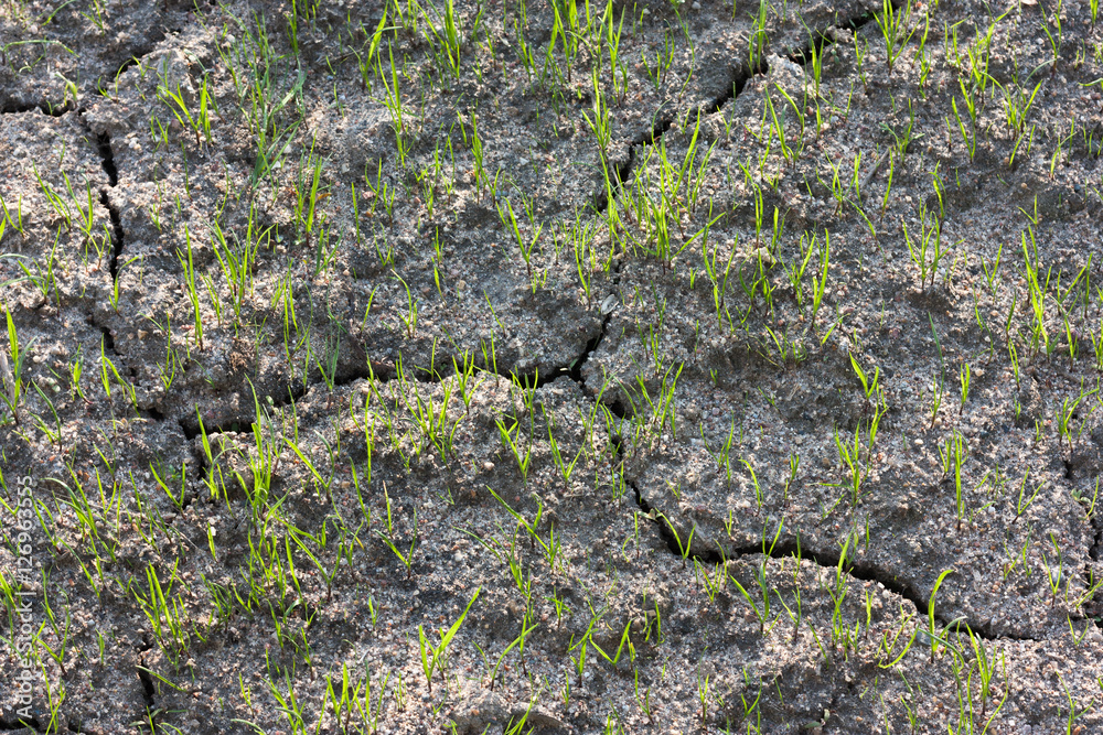 Young green grass sprouts in cracked soil
