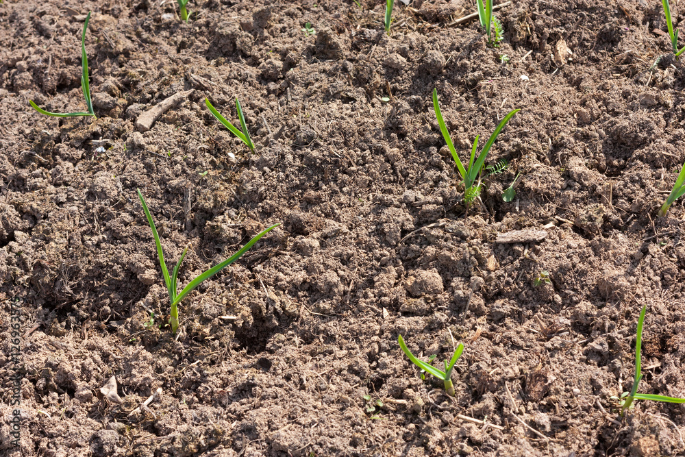 Some of young green sprouts in brown soil Some of young green sprouts in brown soil