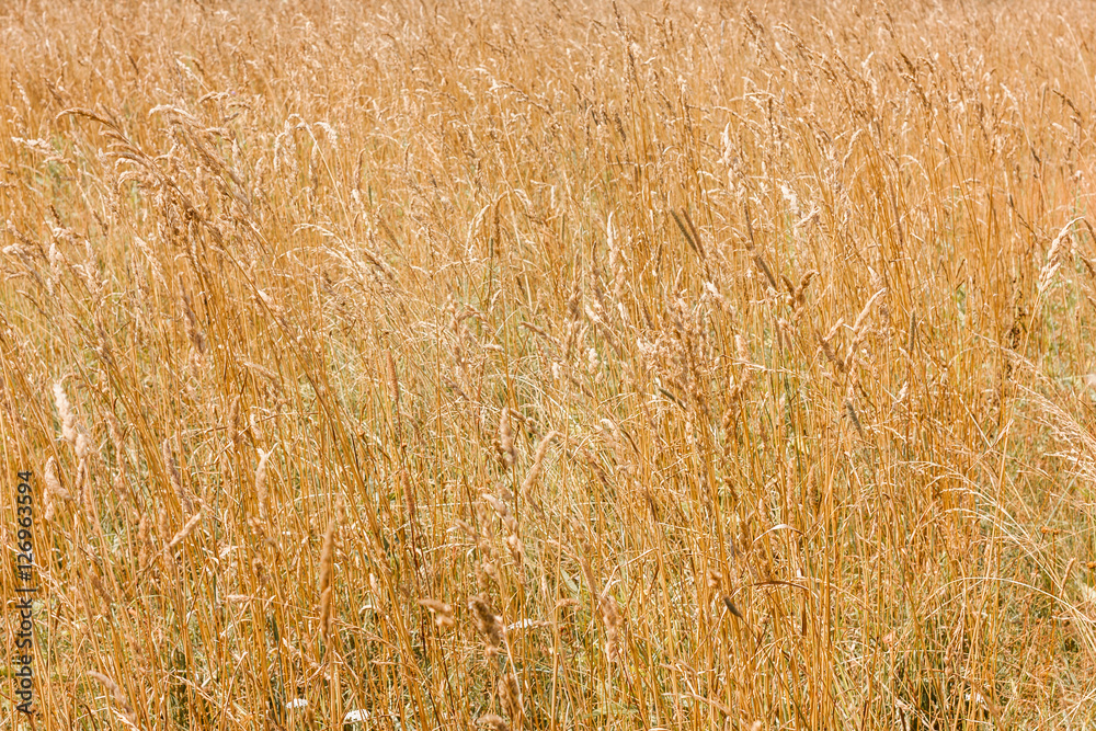 Yellow cereal grass under bright sunlight Yellow cereal grass under bright sunlight