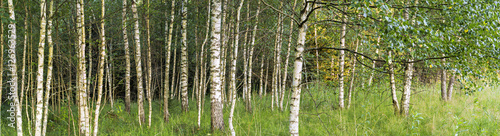 Birch grove panoramic landscape
