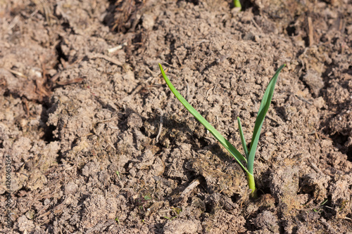 Small young green sprout in brown soil under sunlight