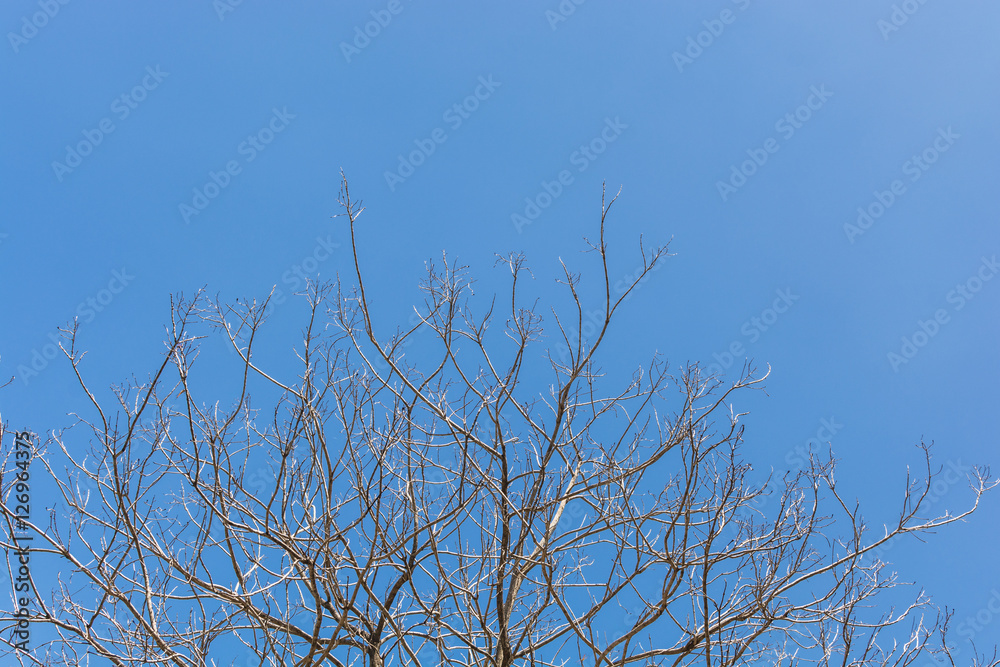 abstract of tree branch under dark blue sky abstract of tree branch under dark blue sky