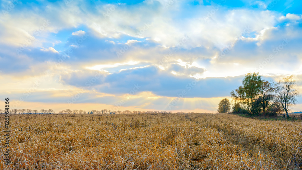 Obraz premium field of oat against cloudy sky at sunset