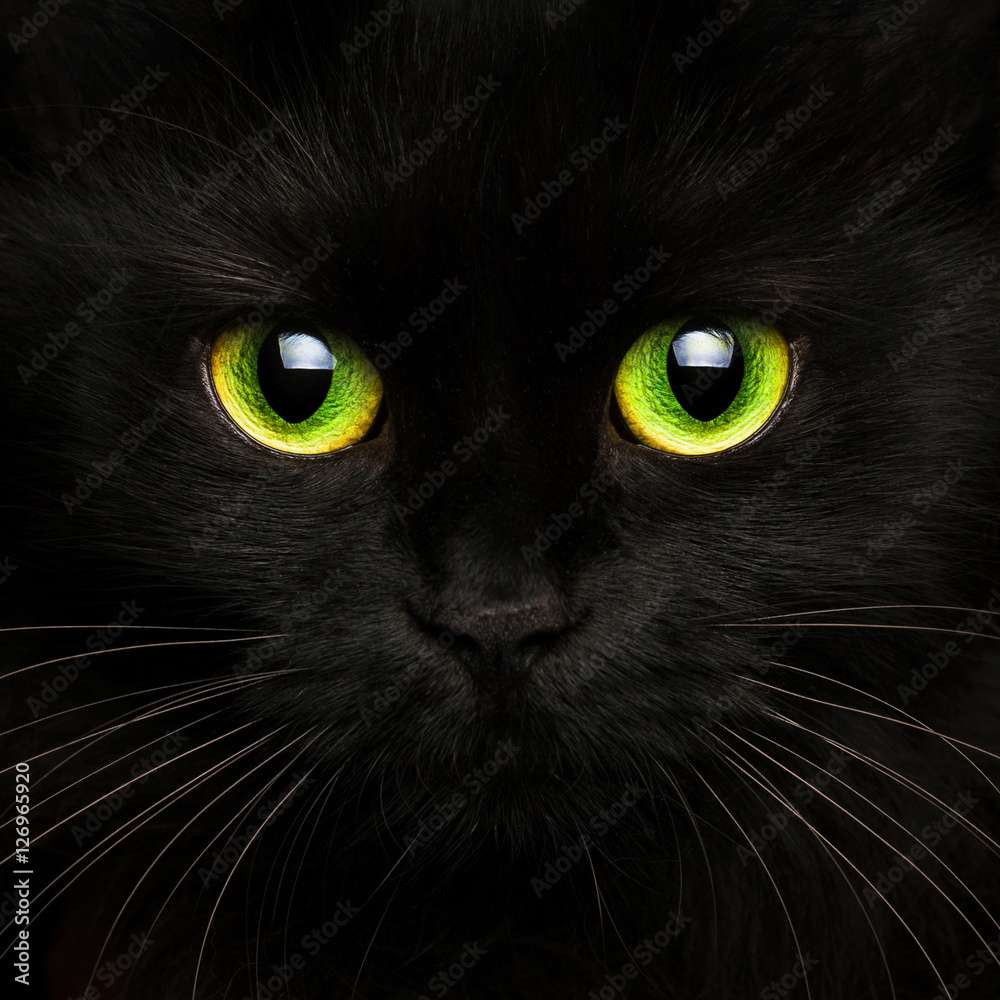 Cute muzzle of a black cat close up Cute muzzle of a black cat close up