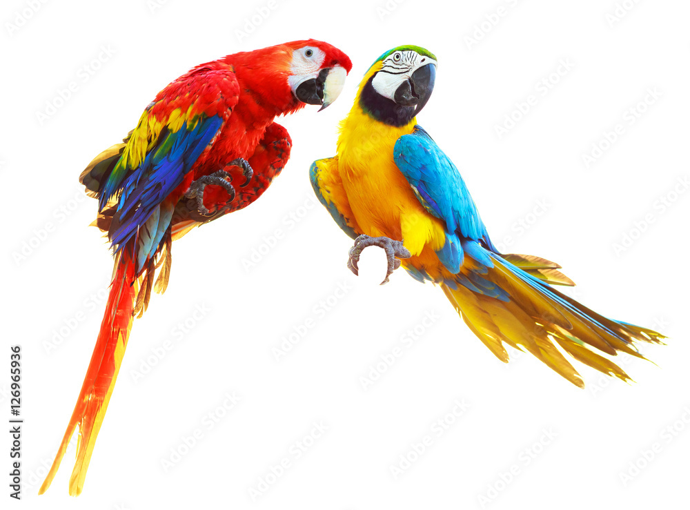 Fototapeta premium Two colorful red parrots macaw isolated on white