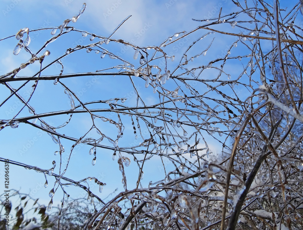 branch after the ice storm.