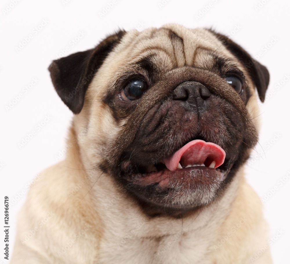 Obraz premium Pug dog isolated