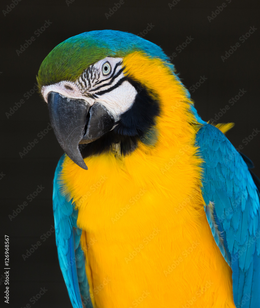 Naklejka premium Blue and Gold Macaw Parrot Portrait