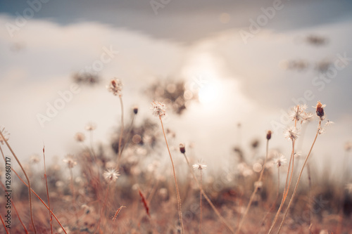 Vintage photo of abstract nature background with wild flowers and plants dandelions in sunlight